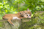 lynx