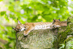 lynx