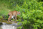 lynx