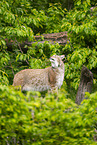 lynx