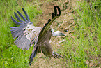 Griffon vulture