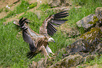 Griffon vulture