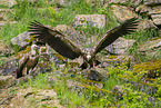 Griffon vulture