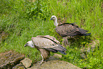 Griffon vulture
