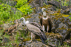 Griffon vulture
