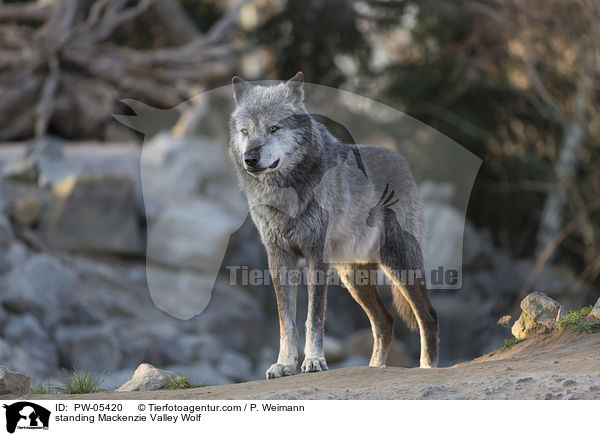 standing Mackenzie Valley Wolf / PW-05420
