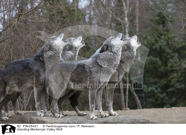 standing Mackenzie Valley Wolf / PW-05421