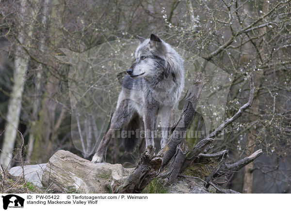 standing Mackenzie Valley Wolf / PW-05422