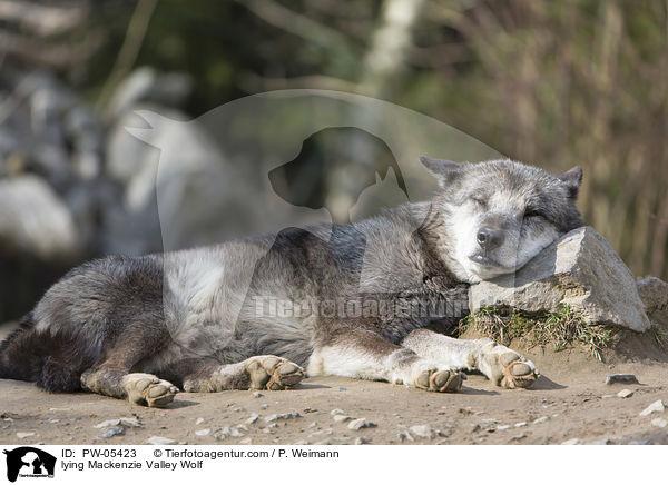 lying Mackenzie Valley Wolf / PW-05423