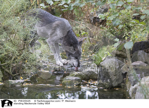 standing Mackenzie Valley Wolf / PW-05425
