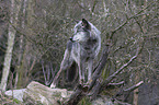 standing Mackenzie Valley Wolf