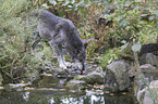 standing Mackenzie Valley Wolf