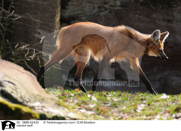 maned wolf / DMS-02420