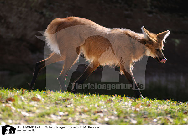 maned wolf / DMS-02421