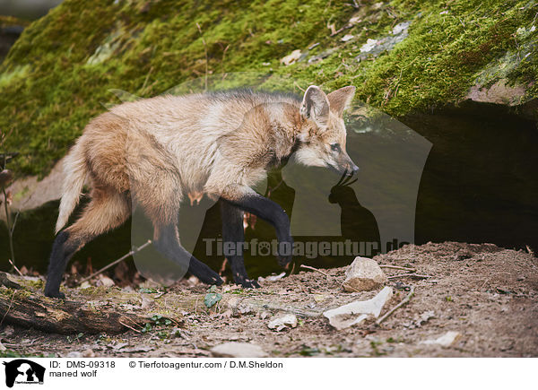 Mhnenwolf / maned wolf / DMS-09318