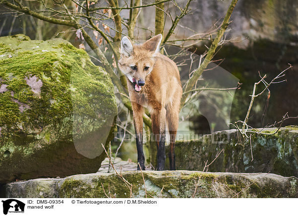 Mhnenwolf / maned wolf / DMS-09354