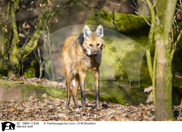 Maned wolf / DMS-11828