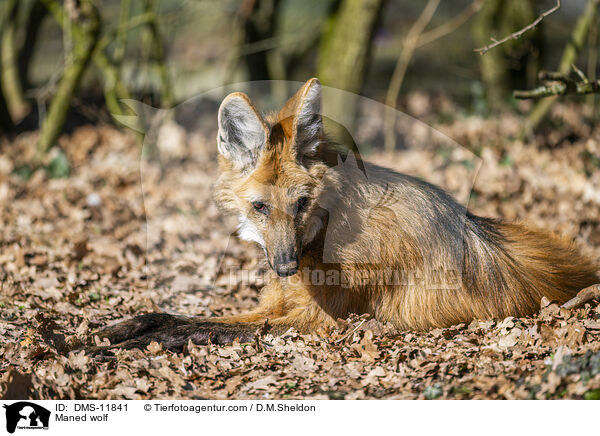 Mhnenwolf / Maned wolf / DMS-11841