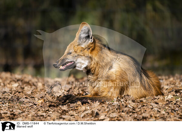 Mhnenwolf / Maned wolf / DMS-11844