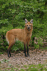 maned wolf