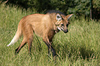 maned wolf