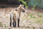 standing Maned Wolf