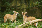 fighting Maned Wolves