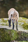 maned wolf