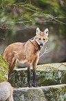 maned wolf