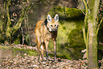 Maned wolf