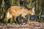 Maned wolf