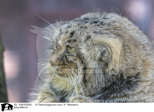 liegender Manul / lying Manul / PW-05559