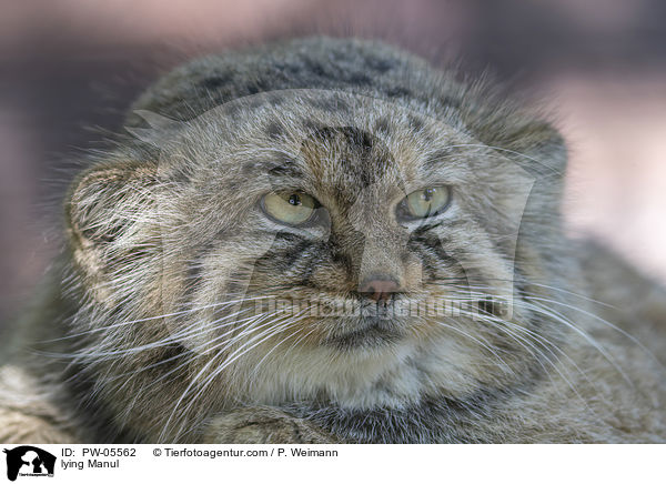 liegender Manul / lying Manul / PW-05562