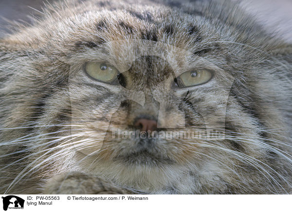 liegender Manul / lying Manul / PW-05563