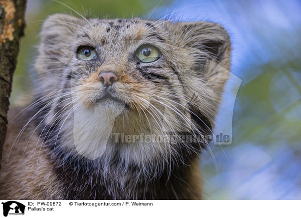 Pallas's cat / PW-09872