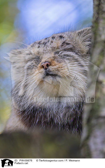 Pallas's cat / PW-09876