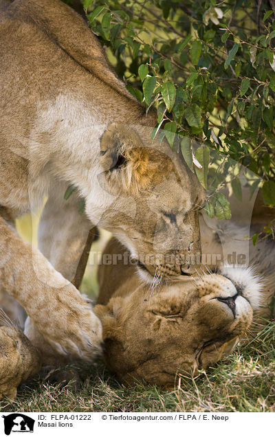 Massai-Lwen / Masai lions / FLPA-01222