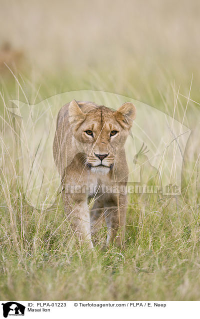 Massai-Lwe / Masai lion / FLPA-01223