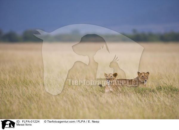 Massai-Lwen / Masai lions / FLPA-01224