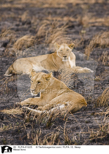 Masai lions / FLPA-01225