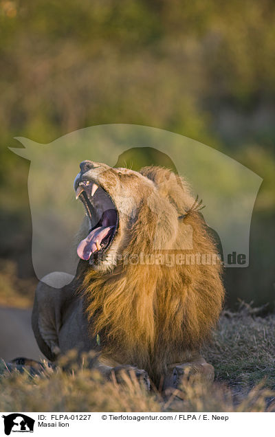 Massai-Lwe / Masai lion / FLPA-01227