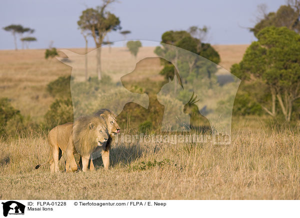Massai-Lwen / Masai lions / FLPA-01228