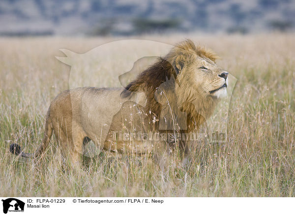 Masai lion / FLPA-01229