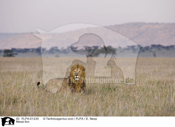 Masai lion / FLPA-01230