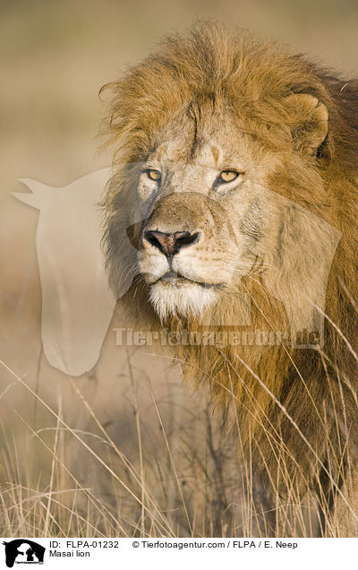 Masai lion / FLPA-01232