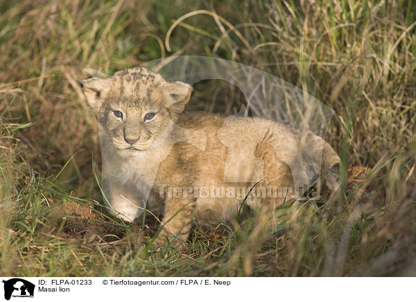 Massai-Lwe / Masai lion / FLPA-01233