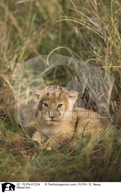 Massai-Lwe / Masai lion / FLPA-01234