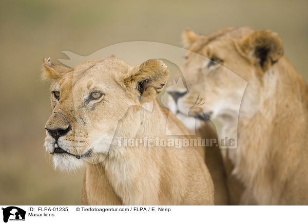 Massai-Lwen / Masai lions / FLPA-01235