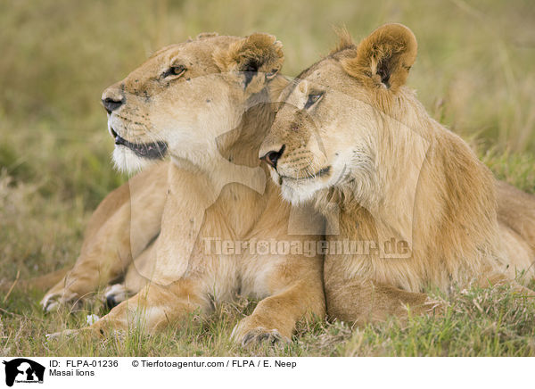 Massai-Lwen / Masai lions / FLPA-01236