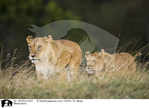 Massai-Lwen / Masai lions / FLPA-01237